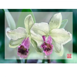 Art-Orchid#4Merged